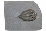 Dalmanites Trilobite Fossil - New York #357125-1